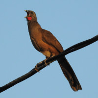 Plain Chachalaca